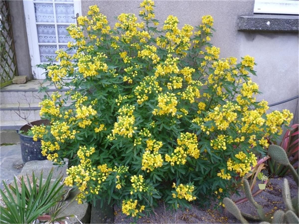 ΚΑΣΣΙΑ – Cassia floribunda - 2